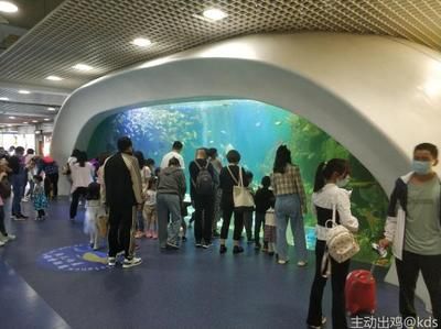 想开一家小型水族馆怎么样：开设一家小型水族馆可以是一项有趣且有潜力的商业活动 水族馆百科（水族馆加盟） 第6张