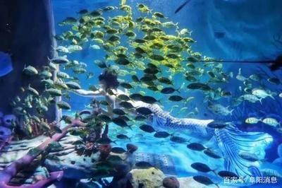 想开一家小型水族馆怎么样：开设一家小型水族馆可以是一项有趣且有潜力的商业活动 水族馆百科（水族馆加盟） 第5张