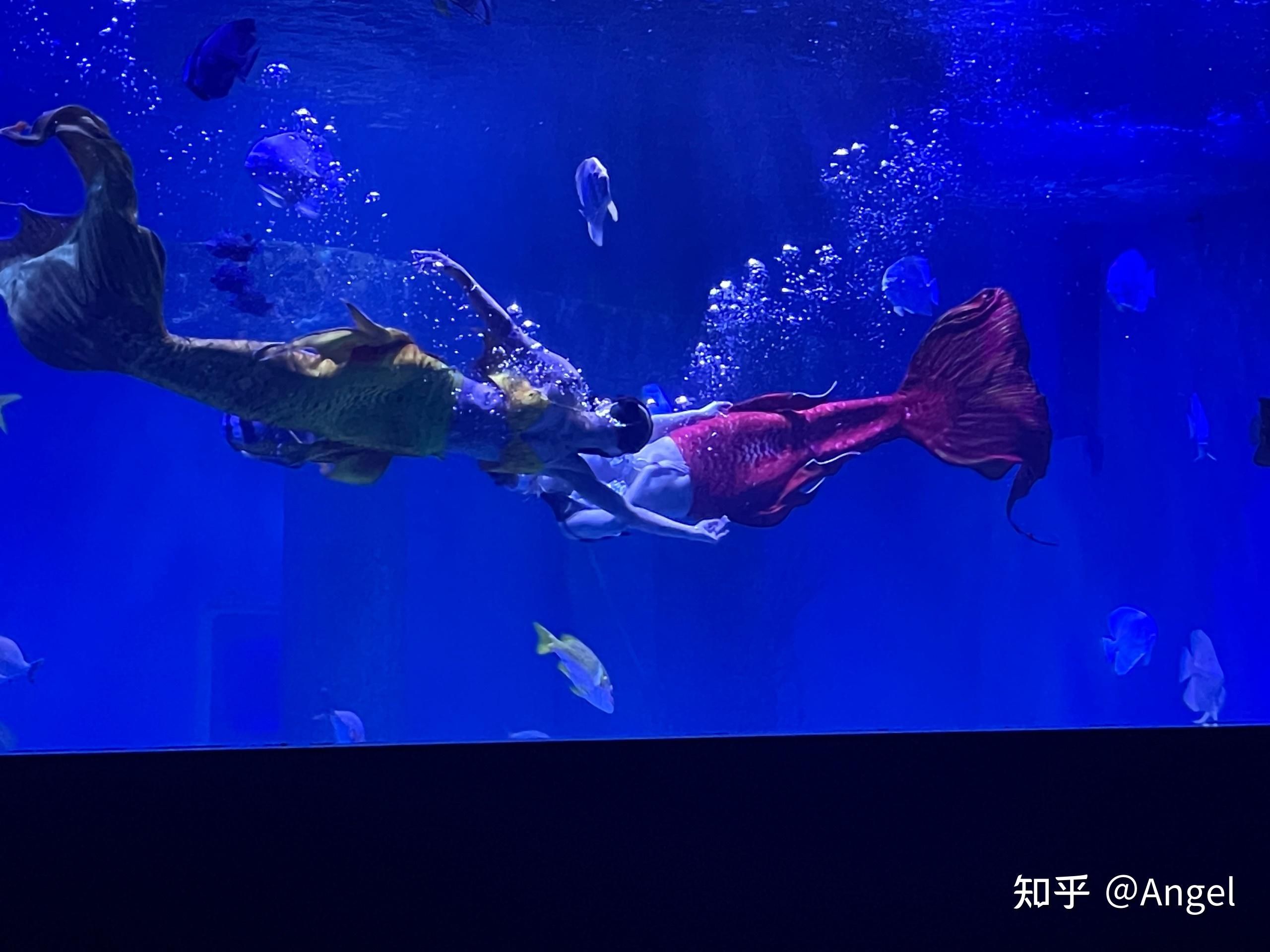 开水族馆挣钱吗知乎：水族馆经营盈利情况探究 水族馆百科（水族馆加盟） 第4张