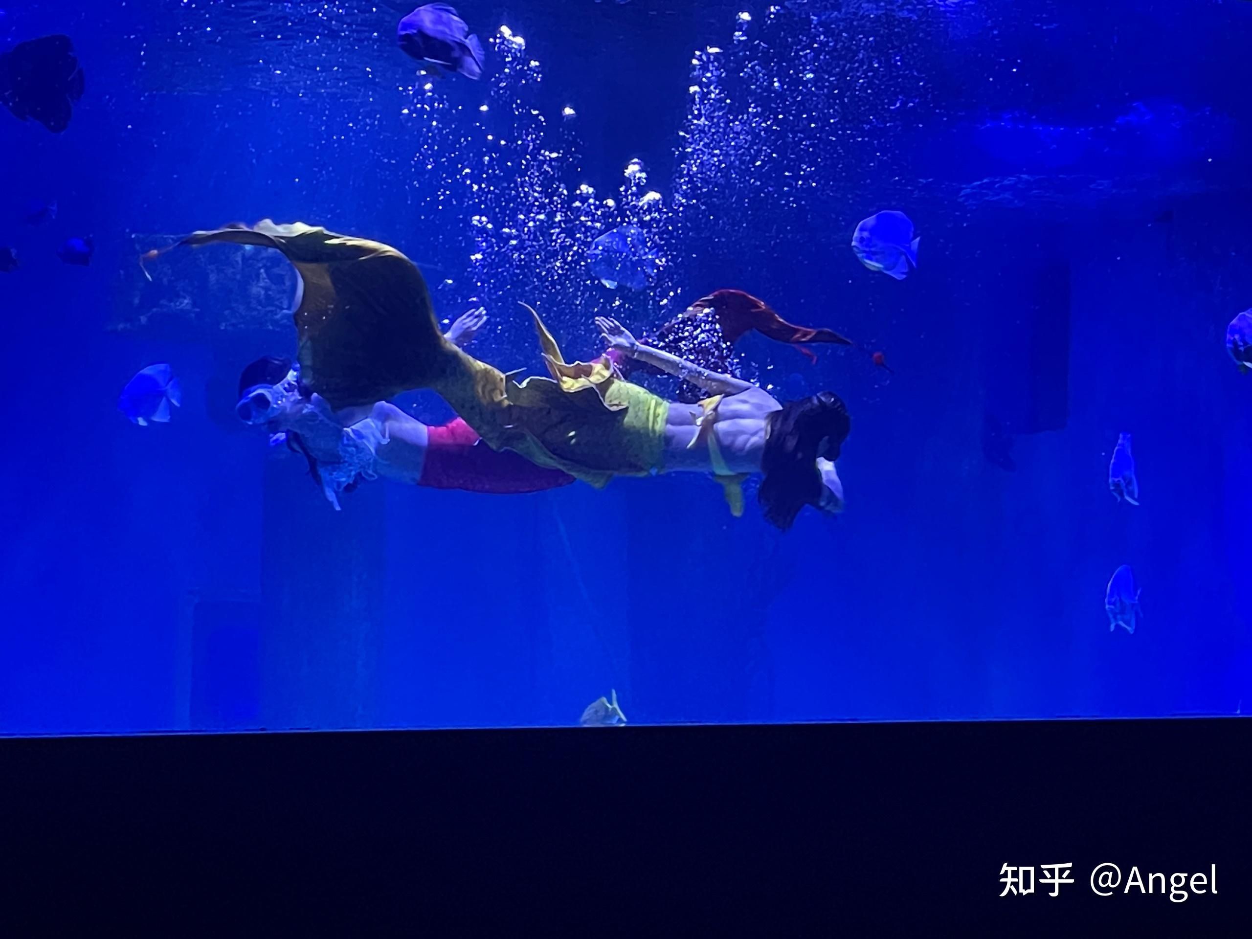 开水族馆挣钱吗知乎：水族馆经营盈利情况探究 水族馆百科（水族馆加盟） 第5张