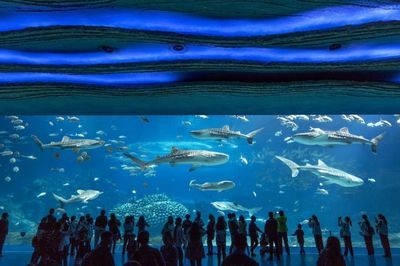 水族馆干什么的：水族馆是一个多功能的场所 水族馆百科（水族馆加盟） 第5张