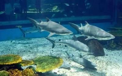 水族馆干什么的：水族馆是一个多功能的场所 水族馆百科（水族馆加盟） 第4张