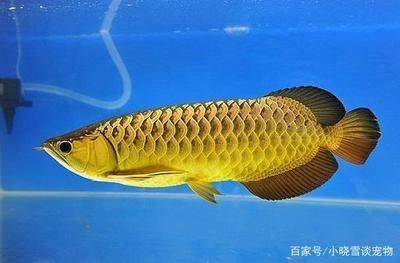 水族馆里面有什么功效：水族馆功效详情 水族馆百科（水族馆加盟） 第5张