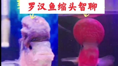 猪鼻龟鼻子烂了怎么治：猪鼻子烂了怎么办 猪鼻龟百科 第4张