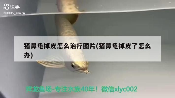 猪鼻龟全身脱皮怎么办：猪鼻龟掉皮了怎么办 猪鼻龟百科 第7张