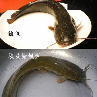 道通龙鱼无人机尾桨多少钱：关于道通龙鱼无人机尾桨的问题 水族问答 第1张