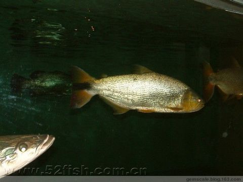 地缸养龙鱼：地缸养龙鱼的注意事项 水族问答 第1张