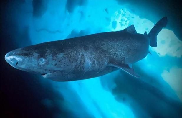 地缸养龙鱼：地缸养龙鱼的注意事项 水族问答 第3张