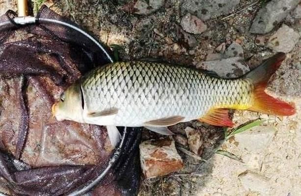 钓鱼生活银龙鱼怎么钓：如何钓银龙鱼以及相关的技巧 水族问答 第1张