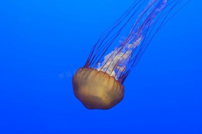 水族馆建设相关文件有哪些：台州水族馆施工方案 水族馆百科（水族馆加盟） 第5张