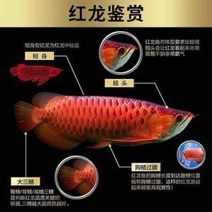 顶级龙鱼批发厂家排名：顶级龙鱼批发厂家的简要排名 水族问答 第1张