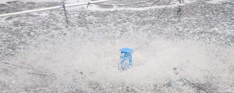 冬天可以给龙鱼换冷水吗：冬天为龙鱼更换冷水时需小心谨慎因为水温急剧变化 水族问答 第2张