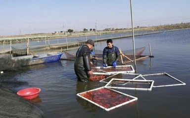 冬天龙鱼缸停电怎么办：龙鱼缸停电期间如何保持水温？ 水族问答 第2张