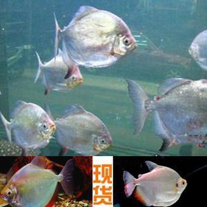 多大的银龙鱼好养：-银龙鱼多久喂食一次，银龙鱼多久喂食一次 水族问答 第1张