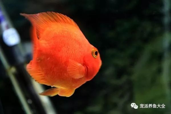 多大的银龙鱼可以喂泥鳅 水族问答 第1张