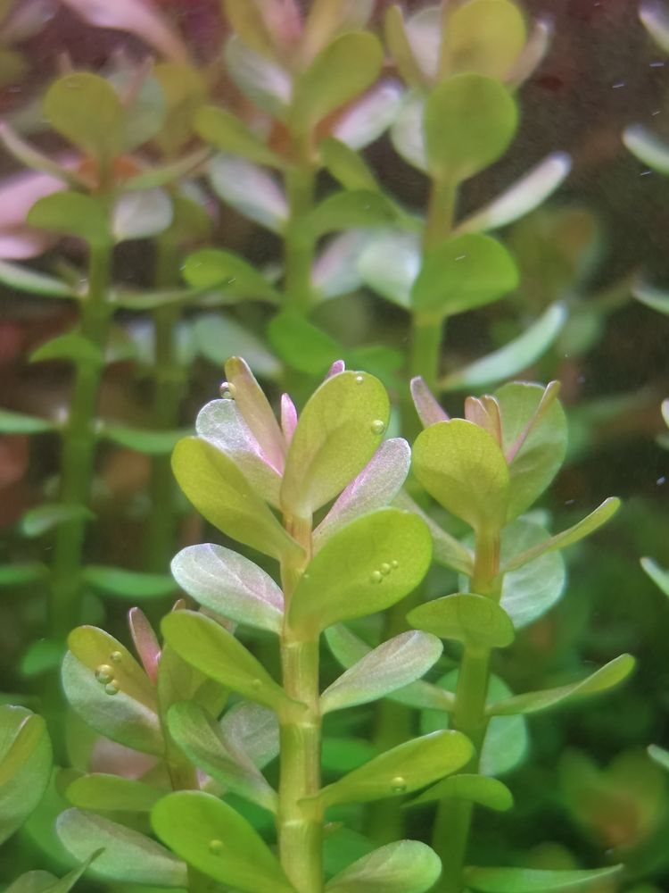 分享自己的草缸维护成景过程：水草缸种植技术 观赏鱼论坛 第3张