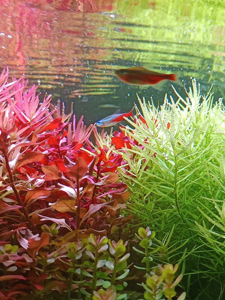 分享自己的草缸维护成景过程：水草缸种植技术 观赏鱼论坛 第4张