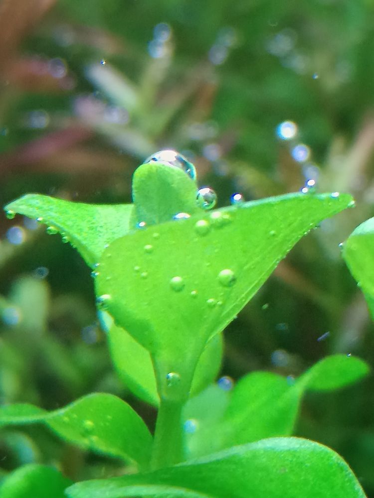 分享自己的草缸维护成景过程：水草缸种植技术 观赏鱼论坛 第8张