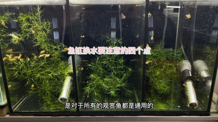 防止龙鱼掉眼最有效的方法是什么 水族问答 第2张