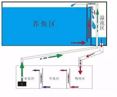 翡翠龙鱼的寓意和象征：翡翠龙鱼在风水学上有什么特别的寓意？ 水族问答 第2张