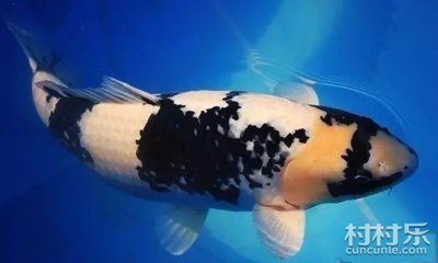 风水龙鱼应该养几只：养一只风水龙鱼是不是足够， 水族问答 第3张