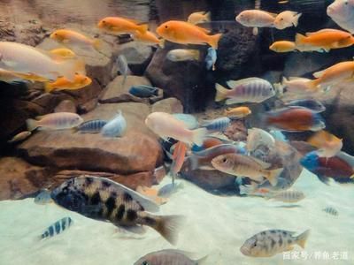 风水鱼养锦鲤好还是龙鱼好：风水鱼与龙鱼的区别 水族问答 第1张