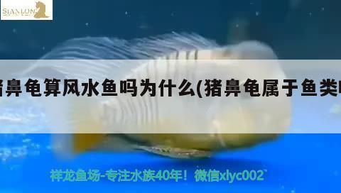 猪鼻龟是风水鱼吗为什么会死：关于猪鼻龟的几个问题 猪鼻龟百科 第4张