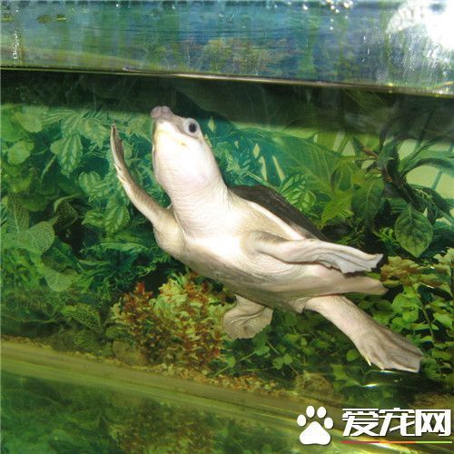 猪鼻龟是风水鱼吗为什么会死：关于猪鼻龟的几个问题