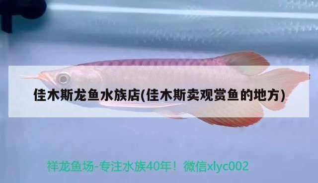 佳木斯观赏鱼批发市场：佳木斯观赏鱼市场 全国观赏鱼市场 第2张