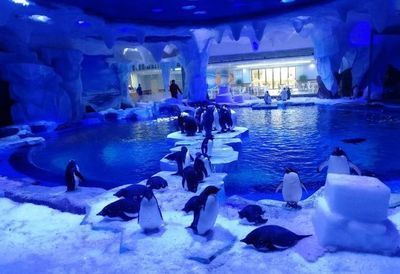 水族馆的利润有多大：上海海洋水族馆开设水族馆投资成本构成详解水族馆利润详解 水族馆百科（水族馆加盟） 第3张