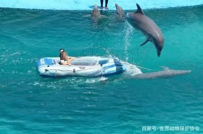 水族馆的利润有多大：上海海洋水族馆开设水族馆投资成本构成详解水族馆利润详解 水族馆百科（水族馆加盟） 第5张