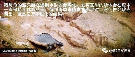 猪鼻龟下蛋怎么办才能孵化：猪鼻龟怎么看公母 猪鼻龟百科 第5张