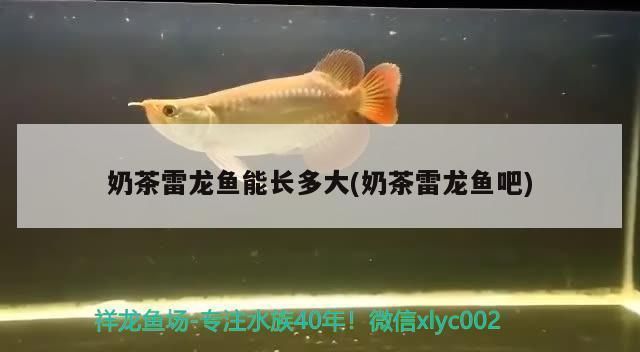 猪鼻龟的价格暴涨原因：猪鼻龟价格为什么猛涨 猪鼻龟百科 第5张