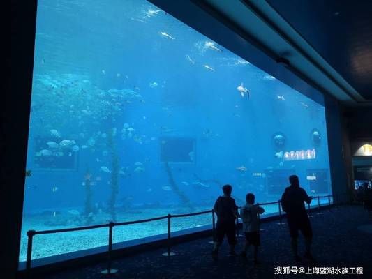 海洋生物在水族馆中的适应性：水族馆如何模拟深海环境,水族馆生物的日常护理方法 水族馆百科（水族馆加盟） 第4张