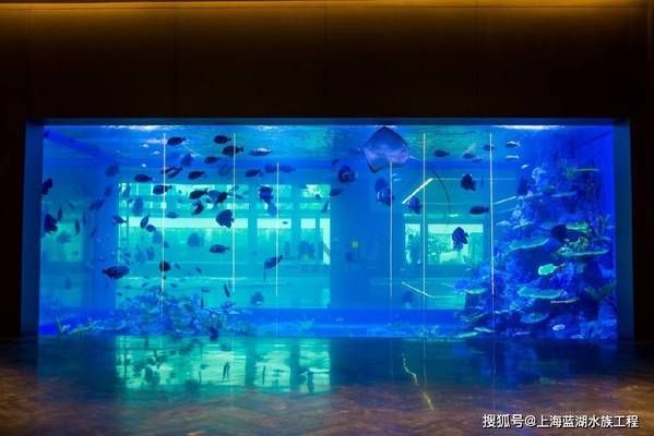 海洋生物在水族馆中的适应性：水族馆如何模拟深海环境,水族馆生物的日常护理方法 水族馆百科（水族馆加盟） 第5张