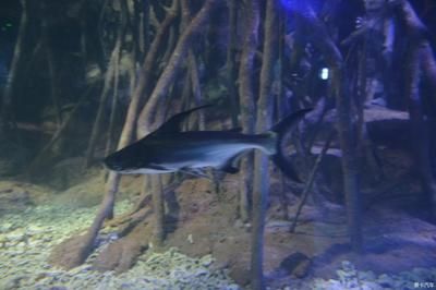 水族馆里有什么小鱼：水族馆中的小丑鱼