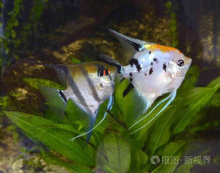 水族馆里有什么小鱼：水族馆中的小丑鱼 水族馆百科（水族馆加盟） 第4张