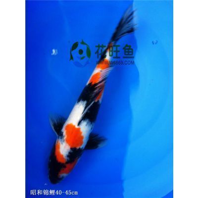 20公分 红龙鱼价格：关于红龙鱼的问题 水族问答 第2张