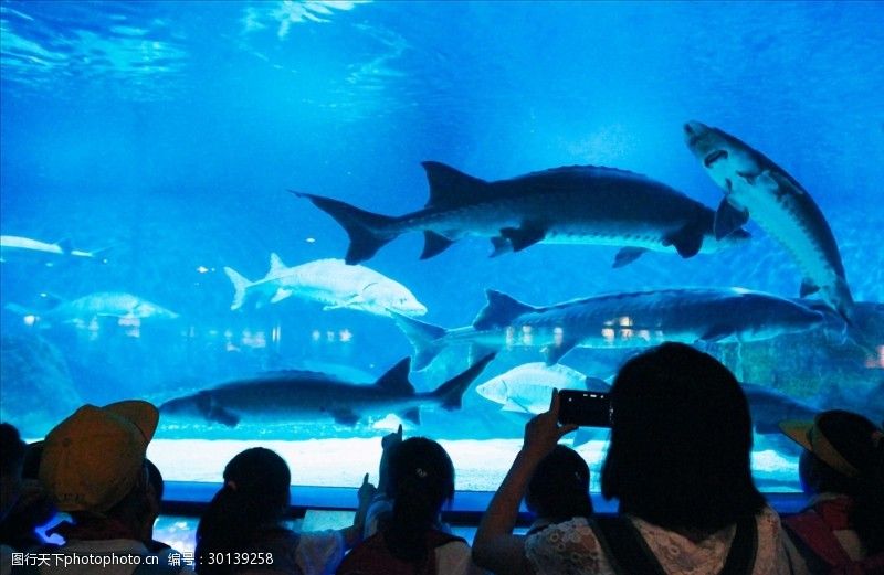 水族馆里有什么动物？：水族馆可能会展示的一些动物种类 水族馆百科（水族馆加盟） 第4张