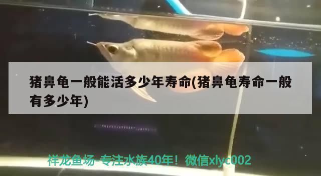 猪鼻龟寿命多长时间：猪鼻龟的寿命是多少年 猪鼻龟百科 第6张