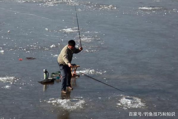 20公分金龙鱼吃什么：金龙鱼在水族箱中通常需要多少空间，喂食金龙鱼应注意哪些事项 水族问答 第1张