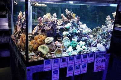 水族馆加盟店有哪些好：水族馆加盟品牌及其详细信息：水族馆加盟品牌及其详细信息 水族馆百科（水族馆加盟） 第4张