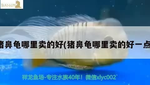 猪鼻龟能买到吗：猪鼻龟哪里能买 猪鼻龟百科 第11张