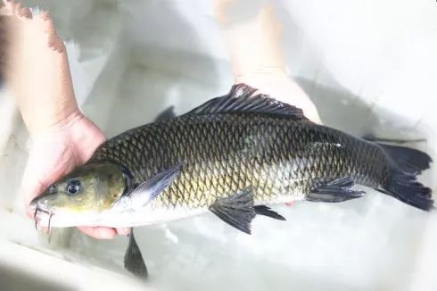 宜宾水族批发市场：中国最大的水族市场在哪里 全国观赏鱼市场 第3张