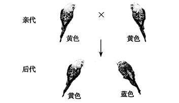 20公分龙鱼一天喂几次：20公分的龙鱼应该怎么喂养？ 水族问答 第2张