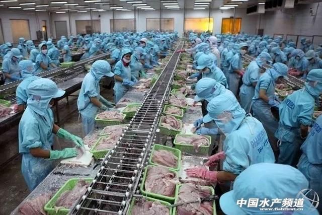 20公分龙鱼一天喂几次最好：20公分龙鱼的喂食频率和量需根据其生长阶段和体型来调整 水族问答 第1张