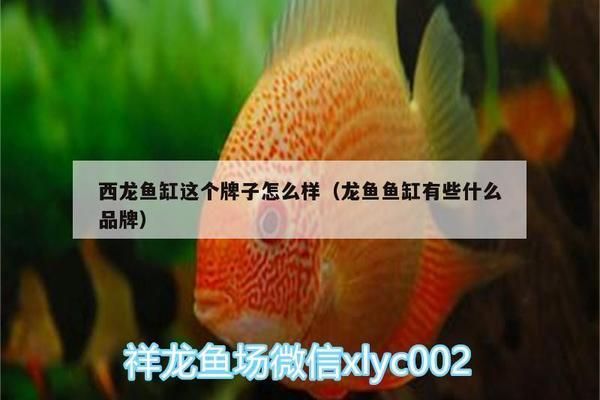 西龙鱼缸怎么样：西龙鱼缸用户评价汇总