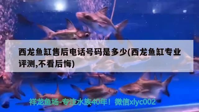 西龙鱼缸怎么样：西龙鱼缸用户评价汇总 鱼缸百科 第4张