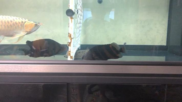 赤峰水族馆：内蒙古赤峰市花鸟鱼虫水族馆