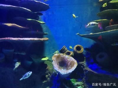 广元水族馆：四川省广元水族馆位于四川省广元水族馆附近的水上乐园